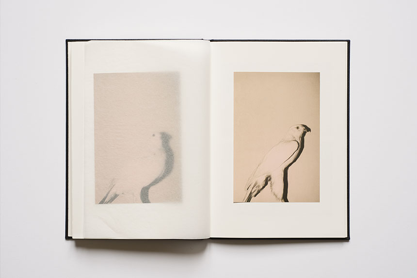 Wild Window artist book - 2013